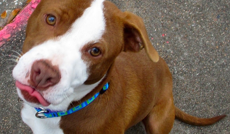 5 adorable pups to adopt now in Houston