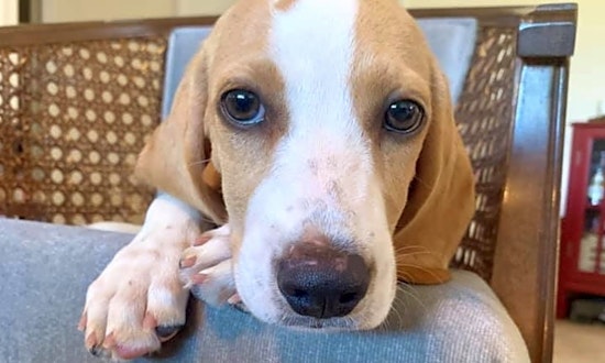 7 perfect puppies to adopt now in New Orleans