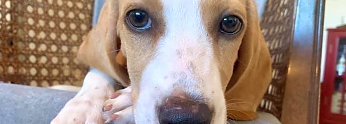 7 perfect puppies to adopt now in New Orleans