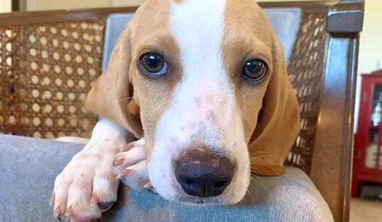 7 perfect puppies to adopt now in New Orleans
