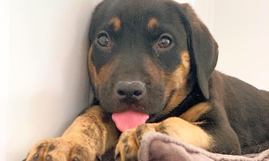 Looking to adopt a pet? Here are 6 precious puppies in need of homes now in Fort Worth