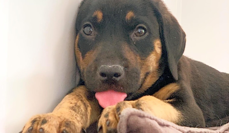 Looking to adopt a pet? Here are 6 precious puppies in need of homes now in Fort Worth