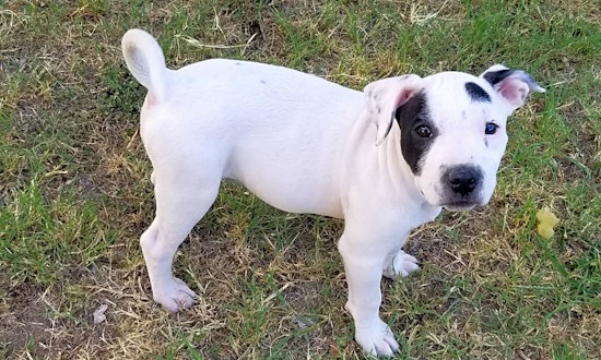 Always wanted a puppy? Here are 4 sweet-as-can-be pups to adopt now in Dallas