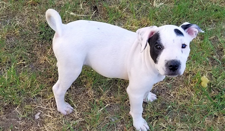 Always wanted a puppy? Here are 4 sweet-as-can-be pups to adopt now in Dallas