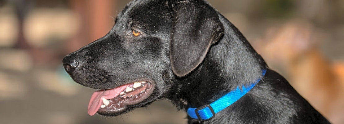 These Corpus Christi-based puppies are up for adoption and in need of a good home