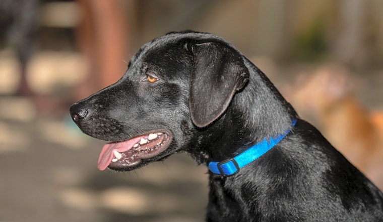 These Corpus Christi-based puppies are up for adoption and in need of a good home