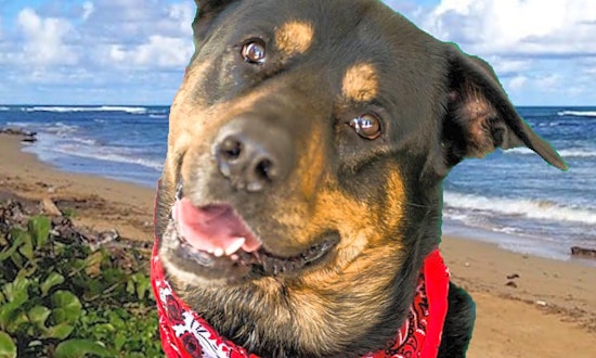 Looking to adopt a pup? These 7 lovable dogs are ready for loving homes right now in Arlington