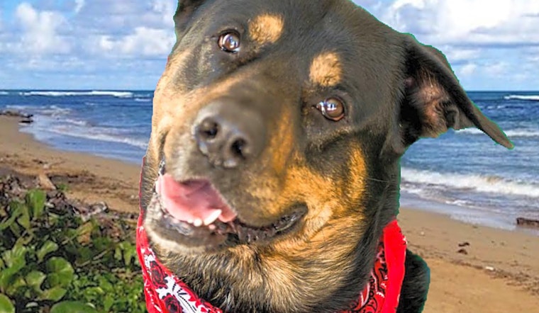 Looking to adopt a pup? These 7 lovable dogs are ready for loving homes right now in Arlington