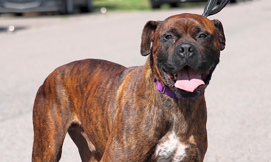 6 lovable pups to adopt now in Denver