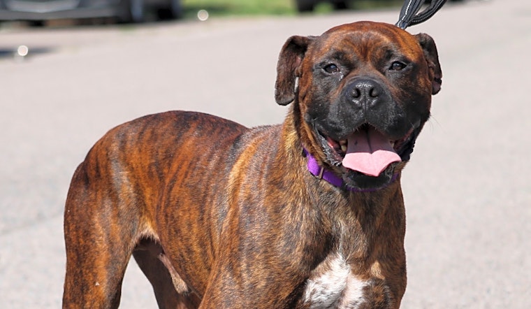 6 lovable pups to adopt now in Denver