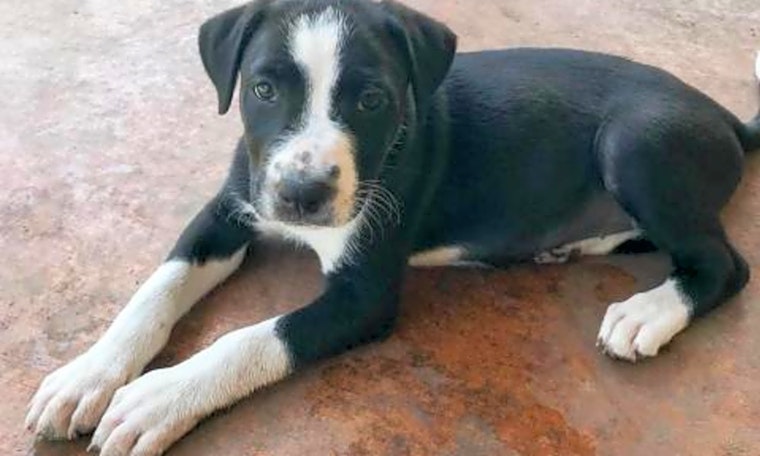 5 perfect pups to adopt now in Austin