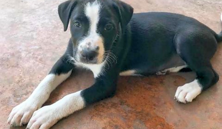5 perfect pups to adopt now in Austin