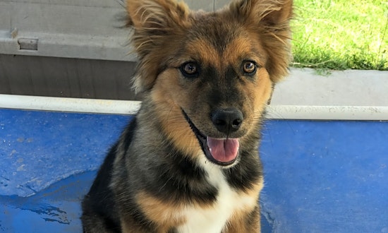 These El Paso-based puppies are up for adoption and in need of a good home