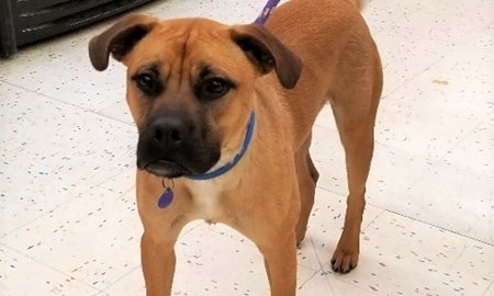 Looking to adopt a pet? Here are 7 delightful doggies to adopt now in Tulsa