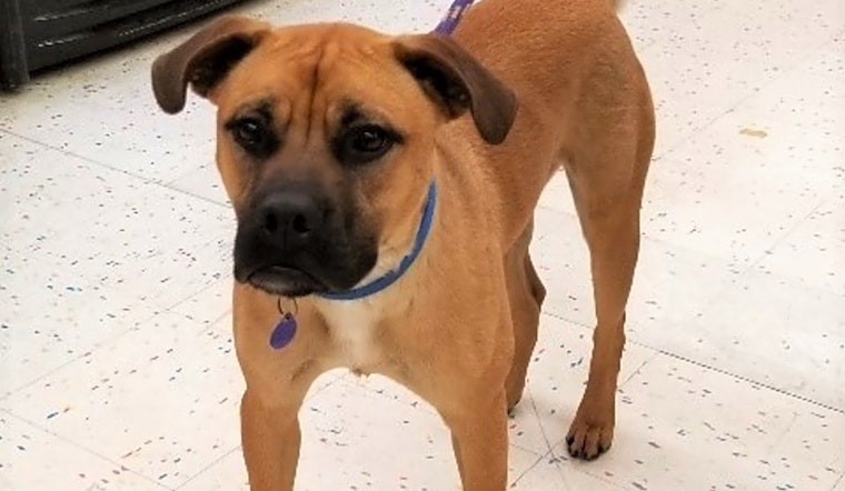 Looking to adopt a pet? Here are 7 delightful doggies to adopt now in Tulsa