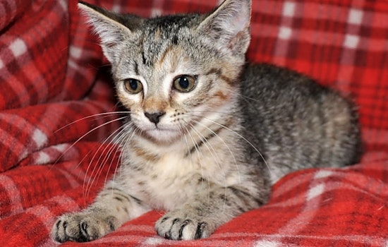 Looking to adopt a pet? Here are 5 cute-as-can-be kittens to adopt now in Omaha