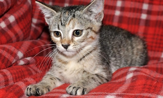 Looking to adopt a pet? Here are 5 cute-as-can-be kittens to adopt now in Omaha