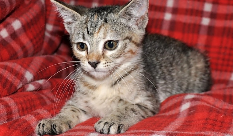 Looking to adopt a pet? Here are 5 cute-as-can-be kittens to adopt now in Omaha