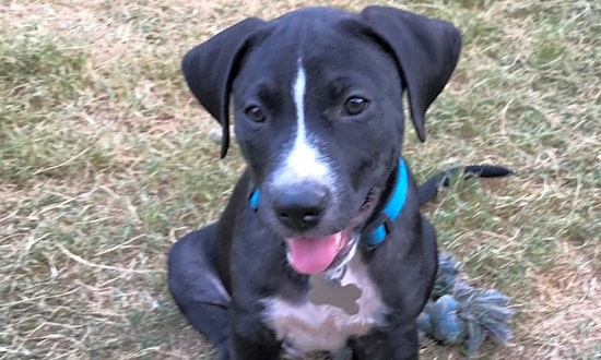 Want to adopt a pet? Here are 7 perfect pups to adopt now in Oklahoma City