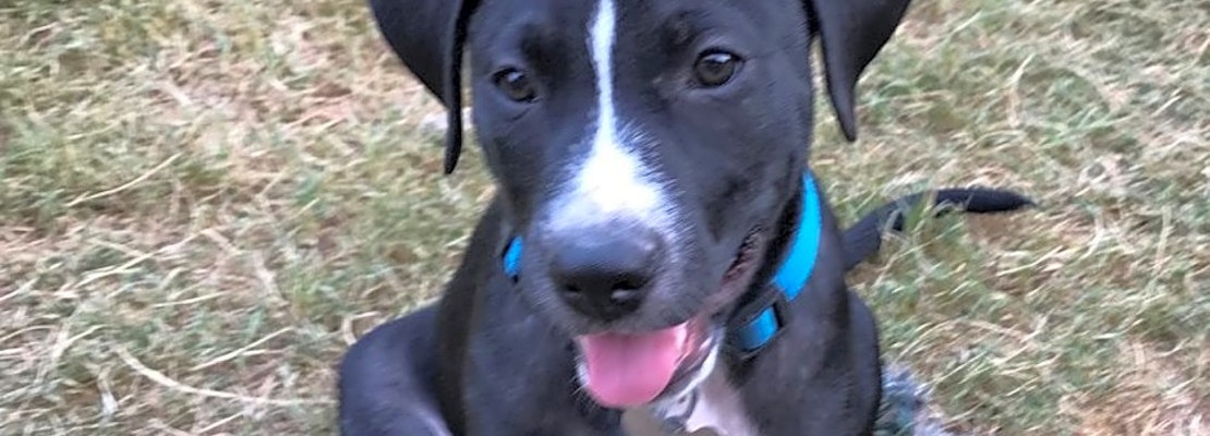 Want to adopt a pet? Here are 7 perfect pups to adopt now in Oklahoma City