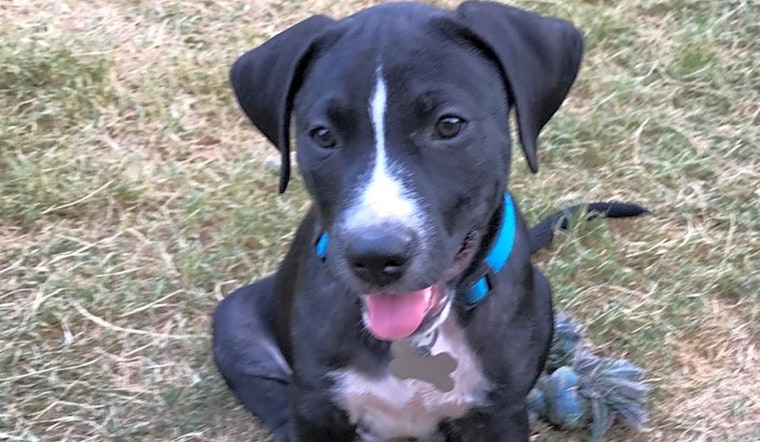 Want to adopt a pet? Here are 7 perfect pups to adopt now in Oklahoma City