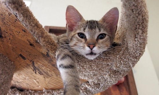 5 cuddly kittens to adopt now in Aurora