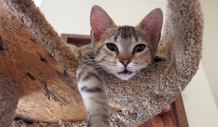 5 cuddly kittens to adopt now in Aurora