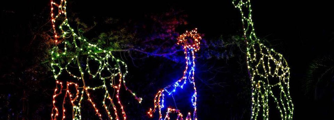 Oakland Zoo Christmas Lights 2021 Hella Bright Lights Big City 5 Impressive Holiday Displays In Oakland Zoo Christmas Lights 2021 Hella Bright Lights Big City 5 Impressive Holiday Displays In
