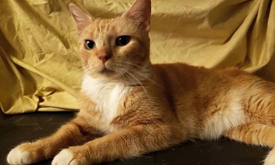 These San Antonio-based felines are up for adoption and in need of a good home
