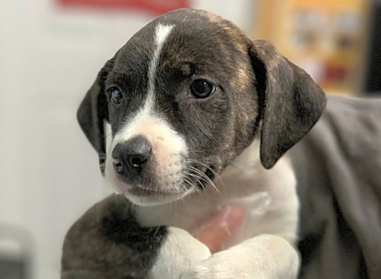These St. Louis-based puppies are up for adoption and in need of a good home