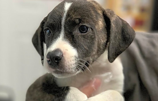 These St. Louis-based puppies are up for adoption and in need of a good home