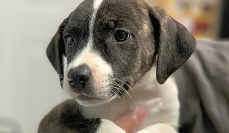 These St. Louis-based puppies are up for adoption and in need of a good home