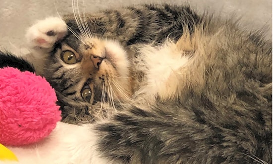 4 cute-as-can-be kittens to adopt now in Las Vegas