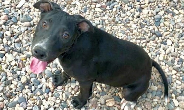 4 delightful doggies to adopt now in Mesa