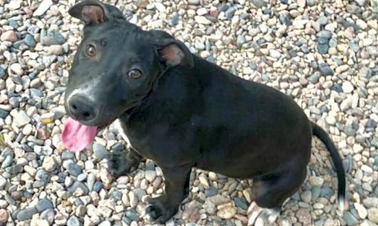 4 delightful doggies to adopt now in Mesa