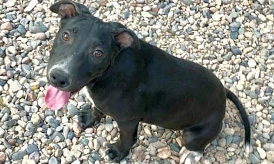 4 delightful doggies to adopt now in Mesa