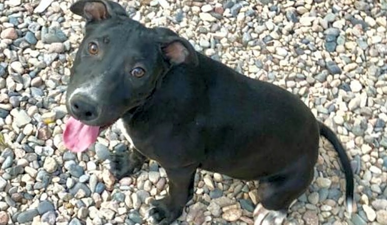 4 delightful doggies to adopt now in Mesa