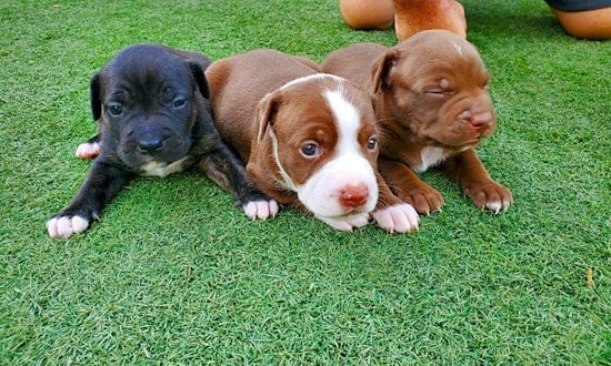 Want to adopt a pet? Here are 7 perfect puppies to adopt now in Phoenix