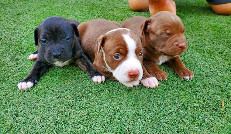 Want to adopt a pet? Here are 7 perfect puppies to adopt now in Phoenix
