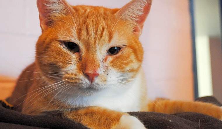 These Tucson-based felines are up for adoption and in need of a good home