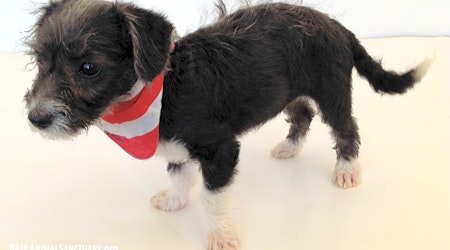 4 adorable puppies to adopt now in San Diego