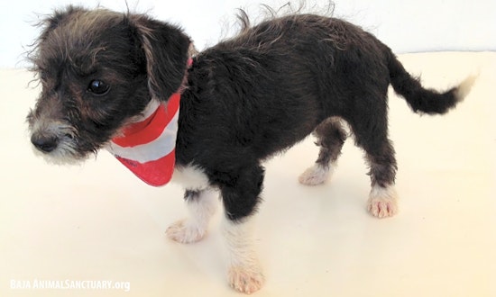 4 adorable puppies to adopt now in San Diego