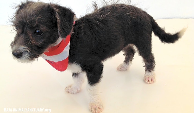 4 adorable puppies to adopt now in San Diego
