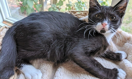 Want to adopt a pet? Here are 5 cuddly kittens to adopt now in Portland