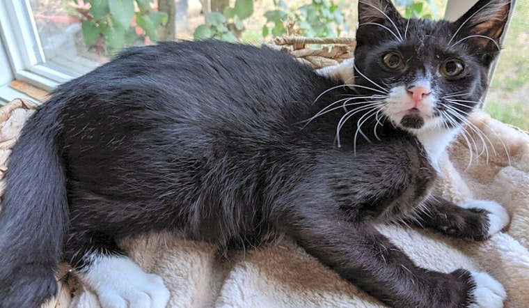 Want to adopt a pet? Here are 5 cuddly kittens to adopt now in Portland