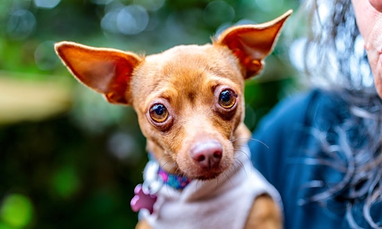 These Oakland-based doggies are up for adoption and in need of a good home