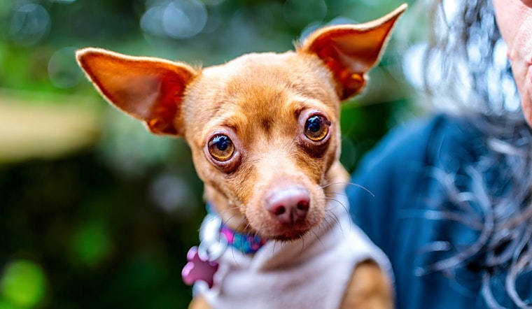 These Oakland-based doggies are up for adoption and in need of a good home