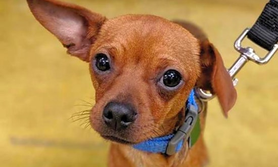 These Seattle-based puppies are up for adoption and in need of a good home