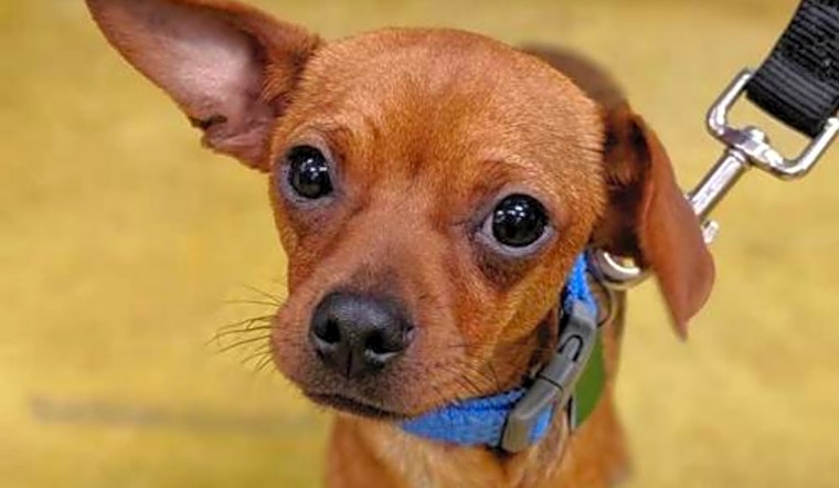 These Seattle-based puppies are up for adoption and in need of a good home