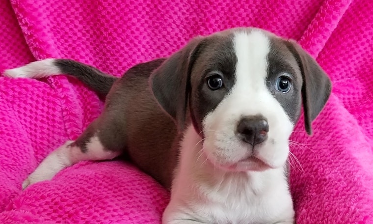 These Stockton-based puppies are up for adoption and in need of a good home
